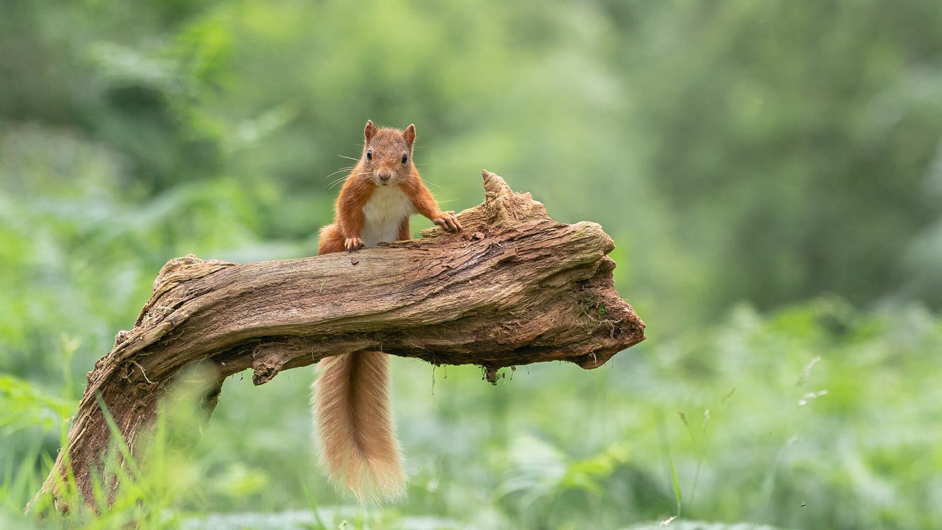 24小时租借，字母哥空降多伦多，猛龙闪电战击溃爵士