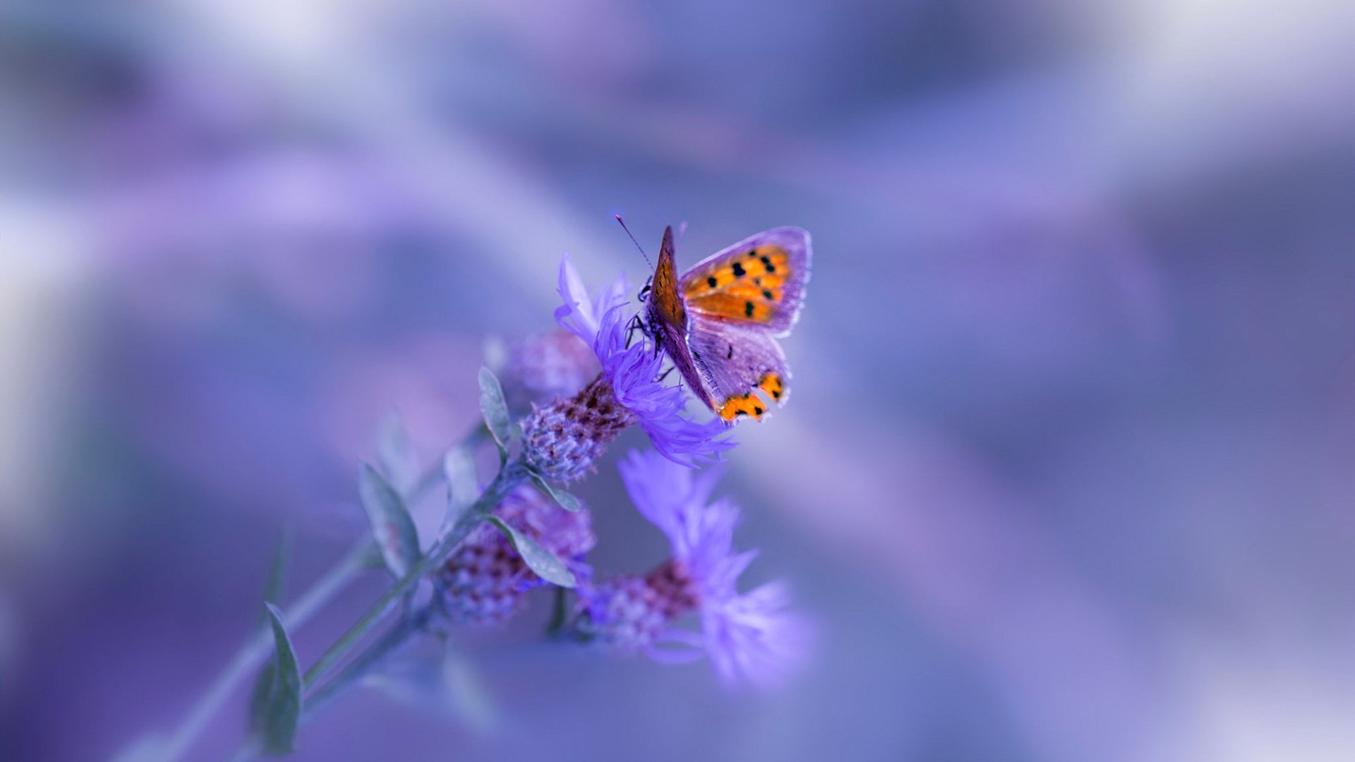 开云体育平台APP-生死战逆转！巴尔韦德关键一击助塞维利亚力克塞内加尔